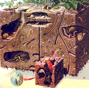 18 Figura 6: Claro ejemplo de bioperturbación efectuada por artrópodos.