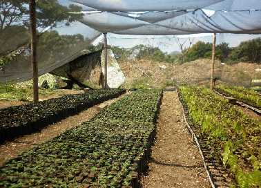 GOBIERNO PROVINCIAL DE MANABÍ- CORFAM: Reforestación
