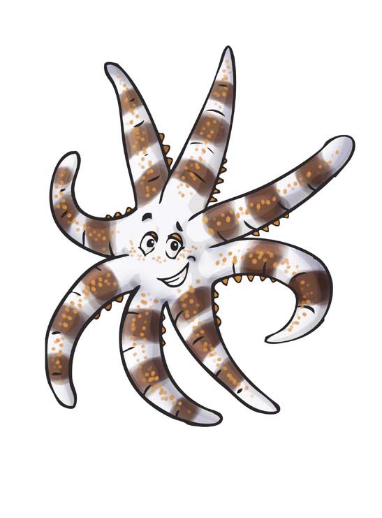 Estrella de mar Cascinasterias tenuispina 5 o más brazos con cientos de pequeños pies Podemos ser de varios colores: azul, marrón e incluso blancas Desde cerca Si ves una estrella a la que le falta