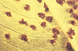 Figura 4. Daños severos causados por mancha café (C. arachidicola) en tejido foliar de cacahuate. Figura 5.