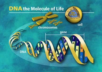 INGENIERÍA GENÉTICA Índice 1- Definición de ingeniería genética y biotecnología 2- Aplicaciones de la ingeniería genética: I. MANIPULACIÓN GENÉTICA para la II. III.