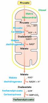 Principales destinos de la Glucosa en la célula: Almacenamiento en forma de glucógeno Obtención de energía: glucólisis Formación de intermediarios precursores de ácidos nucleicos (ribosa) y NADPH