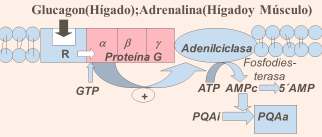Balance global de la Gluconeogénesis: El siguiente es el balance global de la gluconeogénesis: 2 Piruvato + 4ATP +2GTP + 2NADH + 4H + + 6H 2O Glucosa + 4ADP + 2GDP + 6Pi + 2NAD + Nótese que se trata