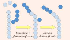 glucógeno sintasa. Por esta enzima se produce la extensión de la cadena por el extremo no reductor, en la posición 4, formando los enlaces o-glucosídicos α1-4.