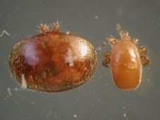 DIAGNÓSTICO DIFERENCIAL: El cuerpo de la hembra de Tropilaelaps es oval (a la derecha) si lo comparamos con Varroa destructor (a la izquierda) 3.2.8. Pronóstico.