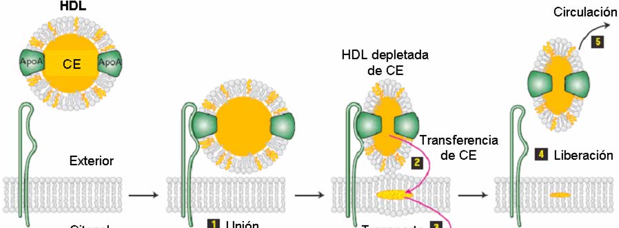 Figura 9: Representación del transporte reverso del colesterol y metabolismo de HDL.