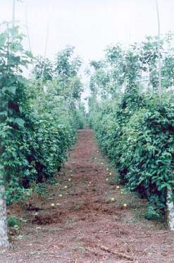 Sistema agroforestal: asociación de Gliricidia sepium con Pssiflora edulis, zona de Santo Domingo de Los Colorados, 1.999.
