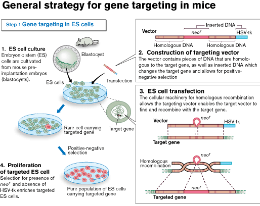 APLICACIÓN: Uso de la tecnología de bloqueos de genes Un método para determinar la función de un gen, es mediante el uso de la tecnología de bloqueo de genes (gene knockout) en ratones, uno de los