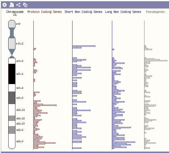HABILIDAD: Exploración del cromosoma 21 Como puede observarse, el brazo p del cromosoma 21 es más corto que el brazo q, por lo que este cromosoma con dos brazos de diferente longitud se clasifica