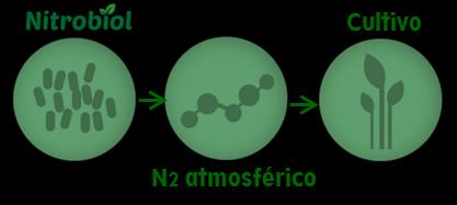 Biofertilizantes Fertilizante biológico Azotobacter spp. (1x 10 8 UFC/ml) Qué es Nitrobiol?