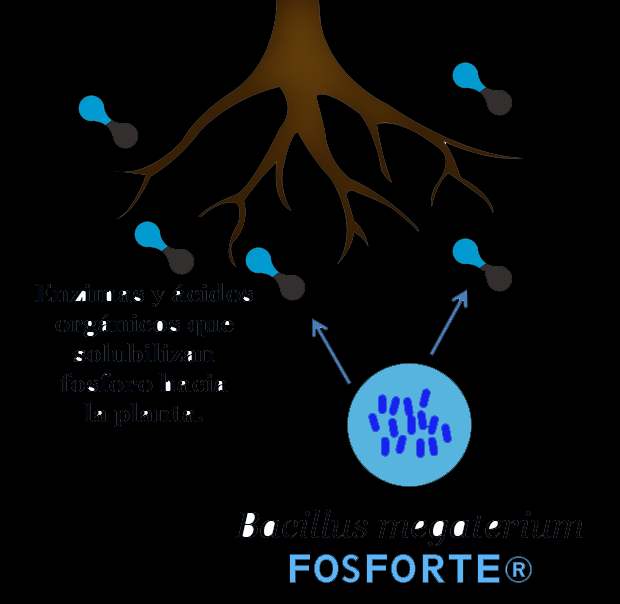 Durante la multiplicación de las bacterias de FOSFORTE se produce la enzima fosfatasa y algunos ácidos orgánicos como: ácido cítrico, ácido succínico, ácido fumárico, ácido oxálico y ácido glucónico,