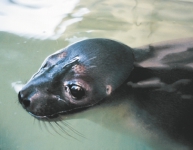 especies marinas amenazadas En las costas andaluzas se tiene constancia de dos especies de focas: la foca monje y la foca de casco.