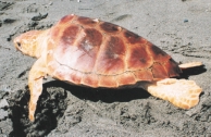 especies marinas amenazadas Escocia. Se han observado varios ejemplares en las costas andaluzas (1999, 2001 datos CREMA) pudiéndose recuperar un ejemplar que varó en la costa de Almuñecar en Granada.