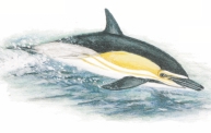 varamiento de especies marinas amenazadas 6 Especies A Odontocetos Delfín común Delphinus delphis (Linnaeus, 1758) Alcanza la madurez sexual a los 5-7 años.