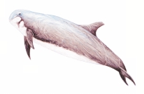 varamiento de especies marinas amenazadas escalonados a lo largo del año. La lactancia dura unos 20 meses. Es una de las especies de cetáceos más susceptibles de varar en masa.