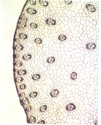El tallo de una monocotiledónea visto al microscopio: En el corte transversal del tallo de una monocotiledónea se observa que los haces vasculares son numerosos, pequeños, y