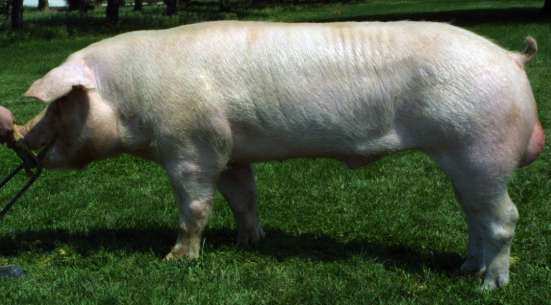 Landrace: Raza de origen danés, formada a partir de cerdos nativos de Dinamarca cruzados con Large White durante los años de 1870 a 1915. Cerdos alargados (un par de costillas más).
