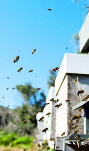 3. MOVIMIENTOS QUE SE REPITEN Observa las siguientes fotografías. Crees que el movimiento del columpio y el vuelo de la abeja son parecidos?