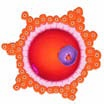 GLOSARIO Folículo: vesícula formada por células foliculares; en su interior contiene al ovocito. Gametos femeninos y masculinos Los gametos son células especializadas para la reproducción.