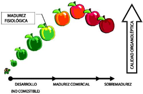 Tipos de madurez En relación a los estados de madurez de la fruta, es conveniente conocer y distinguir de manera precisa el significado de los siguientes términos de uso común en poscosecha: Madurez