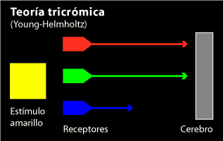 La teoría del color Young-Helmholtz se formó sobre la idea de que existían tres clases de receptores (aunque no hubo pruebas de ello hasta 1964, cuando se obtuvo la imagen microscópica de las células