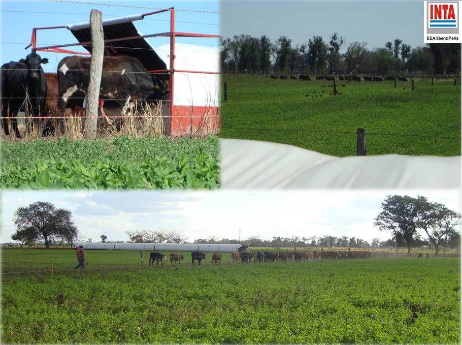 Foto 17. Suplementación proteica con pastoreo horario de alfalfa. Cuadro 1.