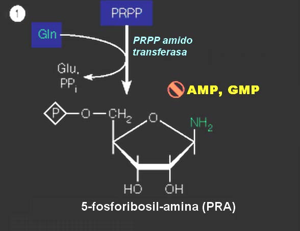 PRPP Amido Transferasa El paso limitante en la síntesis de novo de los nucleótidos de purina es la síntesis de la 5-fosforribosilamina a partir de PRPP y glutamina.