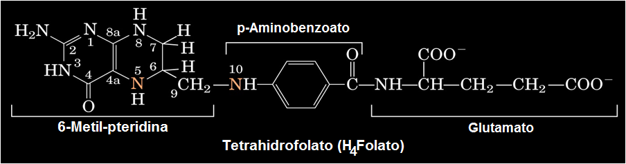 En muchas reacciones se requieren también derivados del ácido fólico (Pteroil-glutámico) Y, por lo tanto, los