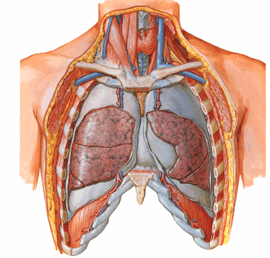 1 4 3 2 3. Observa la siguiente imagen y responde: a) Nombre del área marcada por el rectángulo. b) Nombre de la fisura pulmonar que señala la fecha.