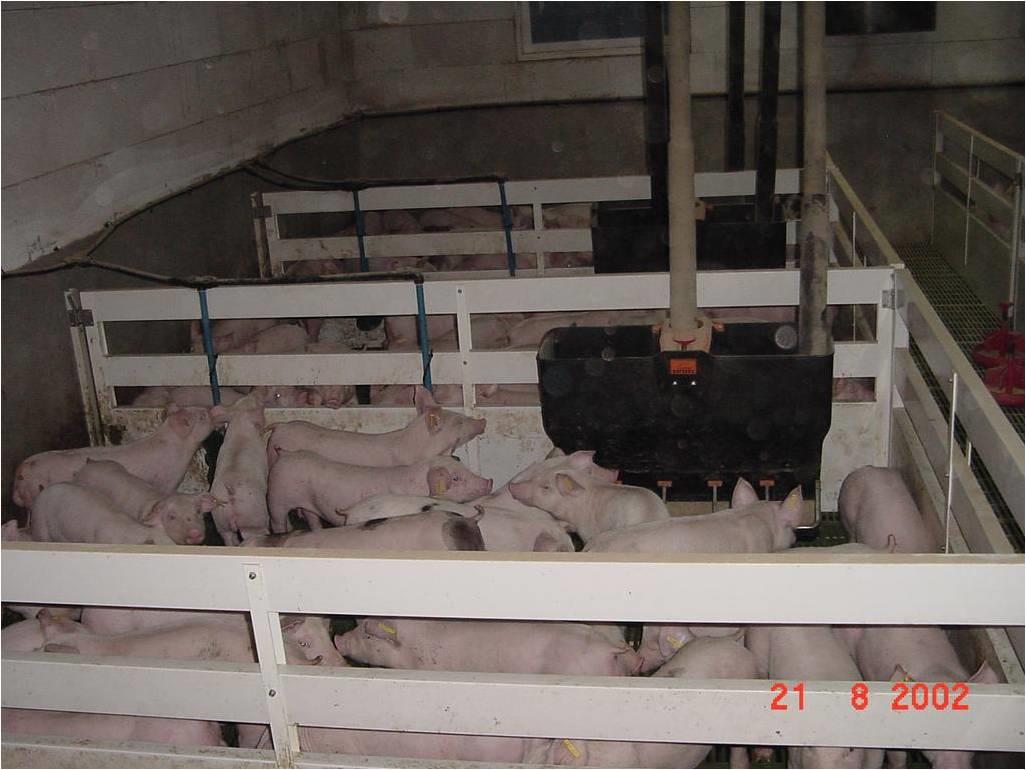 Observe en la imagen los cerdos estan literalmente encerrados y con una densidad de poblacion muy cargada, se observan algunos cerdos que ya estan
