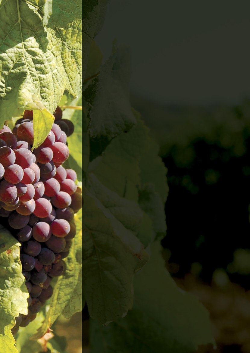 www.agroseguro.es El Seguro Creciente para Explotaciones de Uva de Vino Cuál es la alternativa que más se ajusta a tus necesidades?