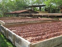 El éxito económico en cacao se fundamenta Material Genético: Con excelente producción de frutos por planta, buen índice de grano y mazorca Ecología: Suelos apropiados con buena distribución de