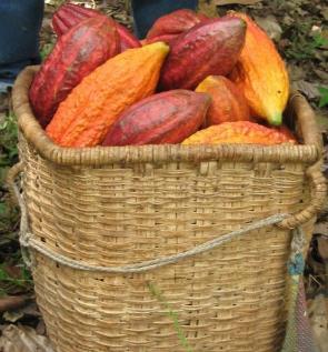 Cronograma de actividades de cacao para nororiente del país; comportamiento productivo y eco fisiológico del cacao.