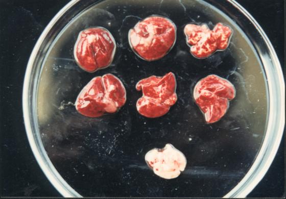 ANEXOS Anexo 1: Huevo infectivo de Ascaris suum obtenido por cultivo en una solución de formol al 2%.