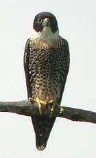 HALCÓN ENANO Falco rufigularis Un halcón negro y pequeño con una garganta blanca muy notoria. Azul-negro arriba; partes inferiores muy negras, con barras blancas muy angostas.