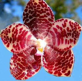 ENFERMEDADES Y CURAS DE LAS ORQUÍDEAS La gravedad de las enfermedades que padecen las orquídeas es extremadamente variable principalmente en función de las técnicas de cultivo adoptadas.