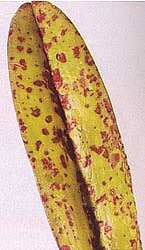 infectadas (en los que la enfermedad puede ser no manifiesta también), podemos transmitir la enfermedad sobre nuestras orquídeas.