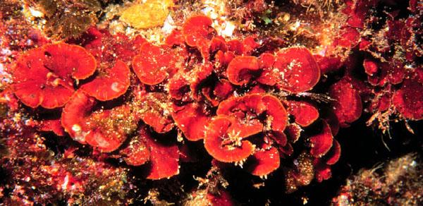 Submareal (zona profunda) Rhodophyceae (Algas rojas) Algas calcificadas incrustantes Peissonelia sp.