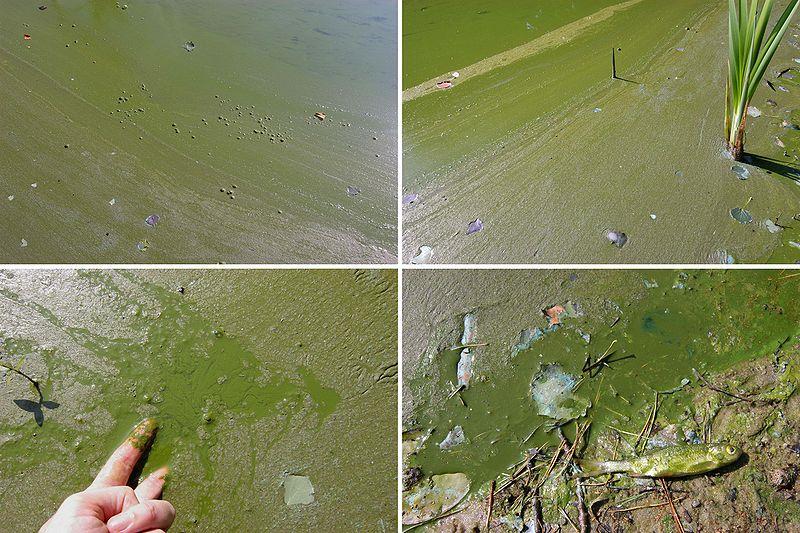 Ambiente LÉNTICO: Lagos y Embalses Cyanobacteria (Algas Verde-Azuladas) Dolichospermum circinalis Floraciones en verano