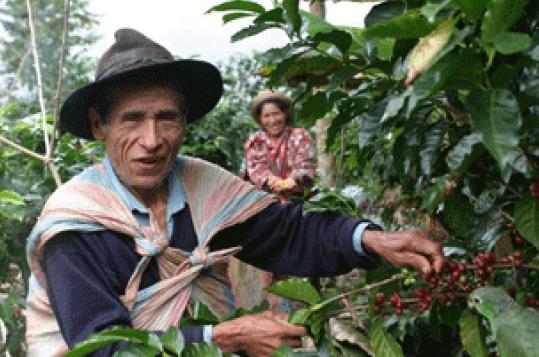 Grupos productores CECOVASA (Perú) La organización: CECOVASA, Central de Cooperativas Agrarias Cafetaleras de los Valles de Sandia, es una organización de pequeños productores Quechuas y Aymaras,