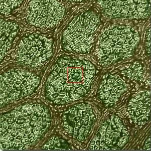 10-4 100 micrones Las células se