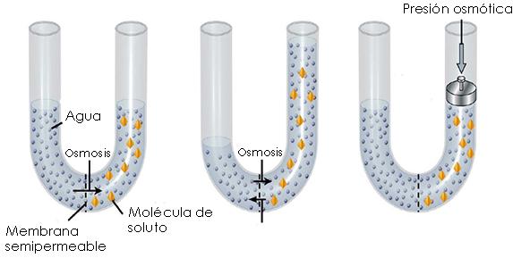 1.7.3. OSMOLARIDAD El intercambio de agua y solutos entre los compartimentos del LIC y el LEC debe realizarse a través de la membrana plasmática de las células.