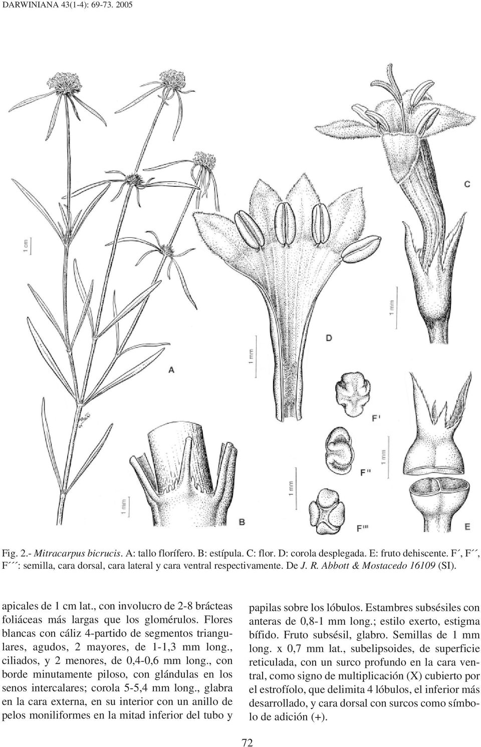 , con involucro de 2-8 brácteas foliáceas más largas que los glomérulos. Flores blancas con cáliz 4-partido de segmentos triangulares, agudos, 2 mayores, de 1-1,3 mm long.