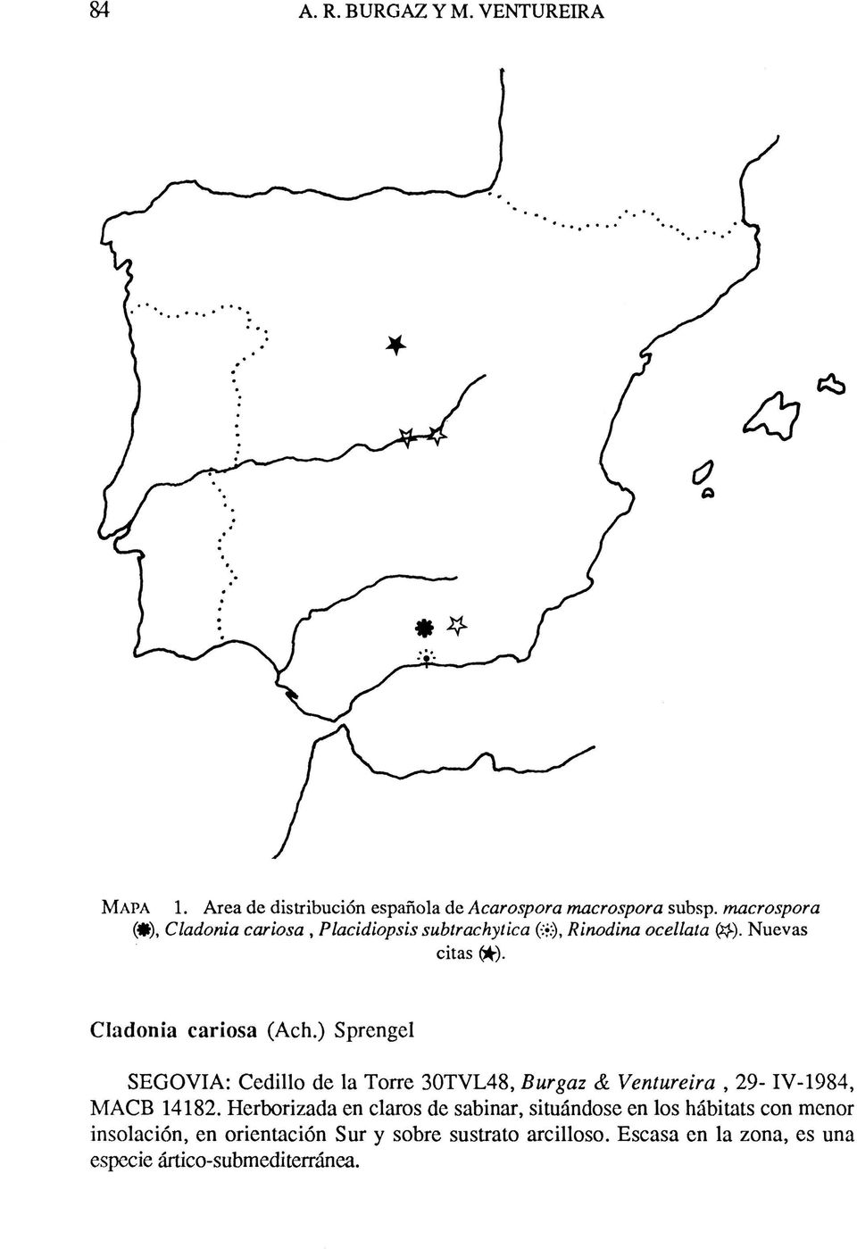Cladonia cariosa (Ach.) Sprengel SEGOVIA: Cedillo de la Torre 30TVL48, Burgaz & Ventureira, 29- IV-1984, MACB 14182.