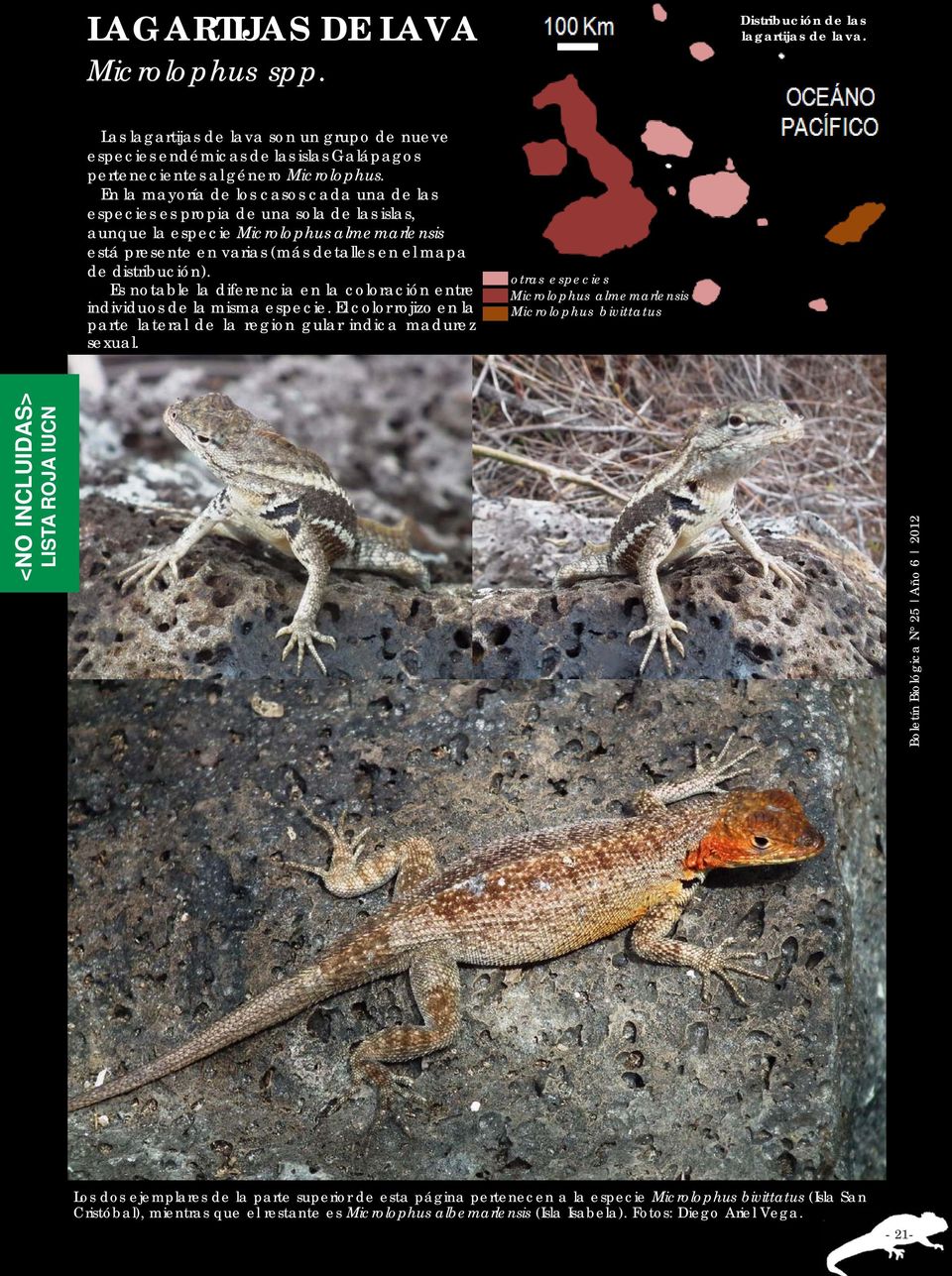 Es notable la diferencia en la coloración entre individuos de la misma especie. El color rojizo en la parte lateral de la region gular indica madurez sexual.