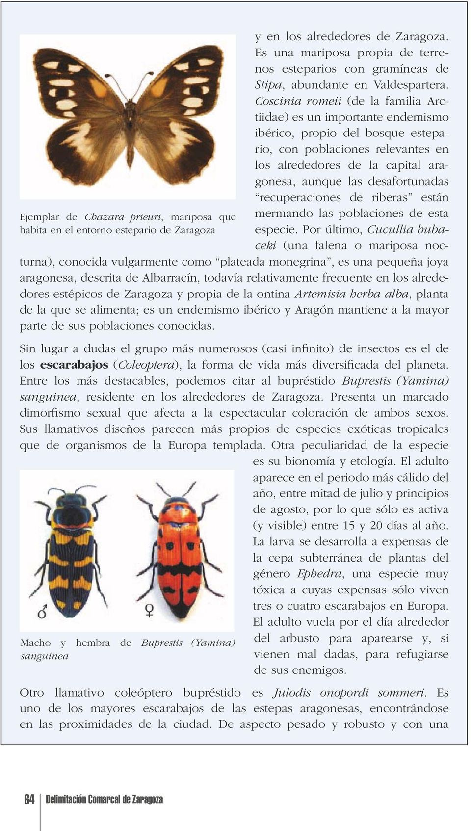 Coscinia romeii (de la familia Arctiidae) es un importante endemismo ibérico, propio del bosque estepario, con poblaciones relevantes en los alrededores de la capital aragonesa, aunque las