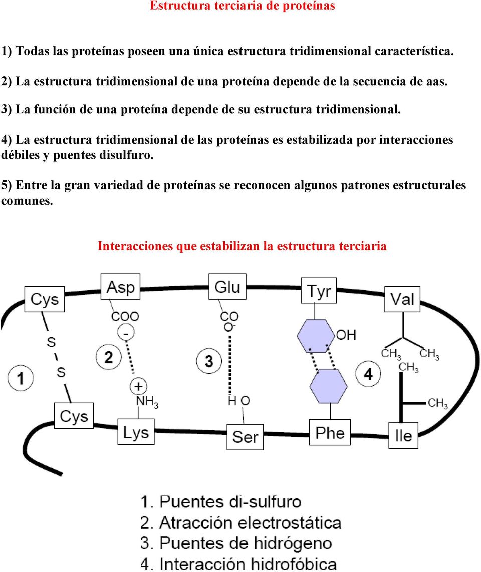 3) La función de una proteína depende de su estructura tridimensional.