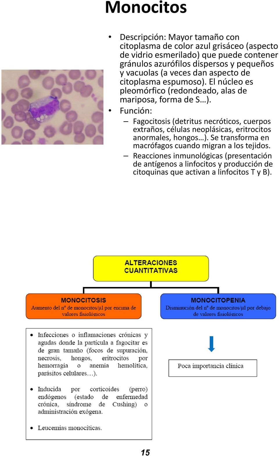 Función: Fagocitosis (detritus necróticos, cuerpos extraños, células neoplásicas, eritrocitos anormales, hongos ).
