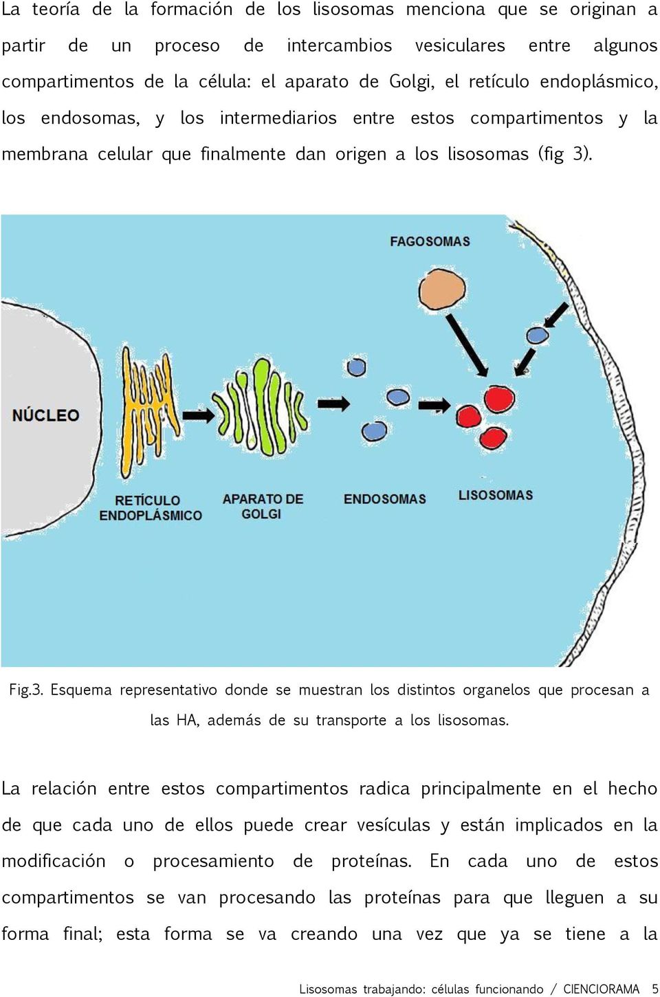 . Fig.3. Esquema representativo donde se muestran los distintos organelos que procesan a las HA, además de su transporte a los lisosomas.