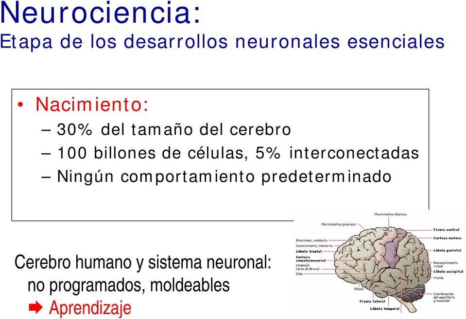 5% interconectadas Ningún comportamiento predeterminado Cerebro